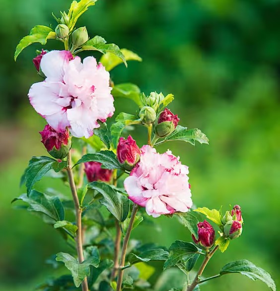 Hibiscus Vars