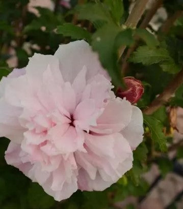 Hibiscus Vars