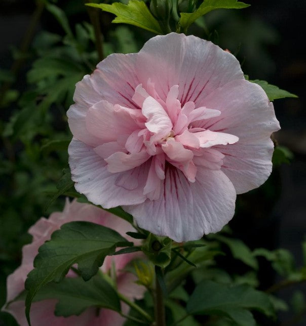 Hibiscus Vars