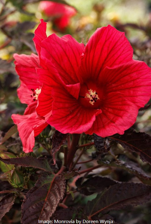 Moonshadow™  Hardy Hibiscus