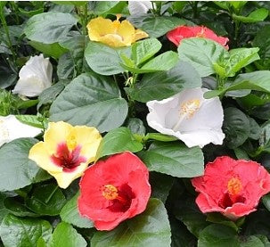 Hollywood Hibiscus®