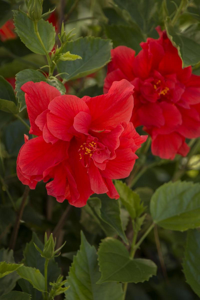 Red Dragon® Hibiscus