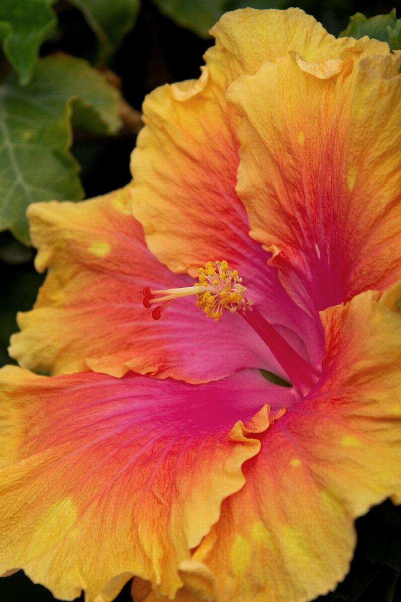 The Path Hibiscus