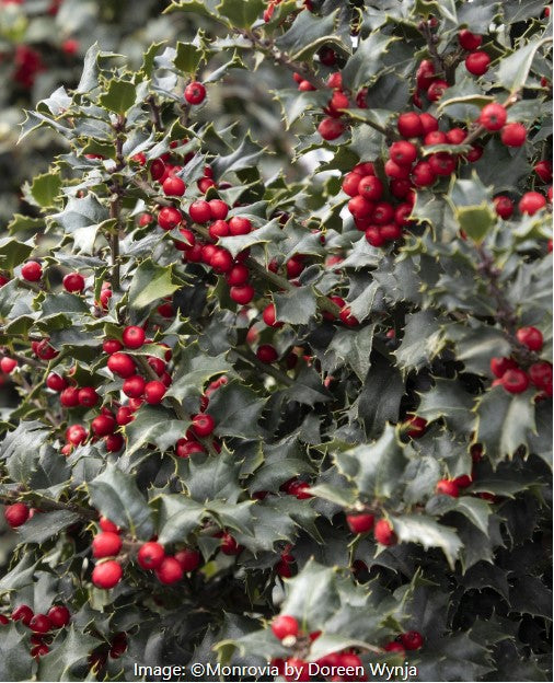 Red Beauty® Holly