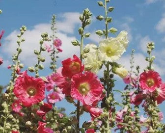 Hollyhock