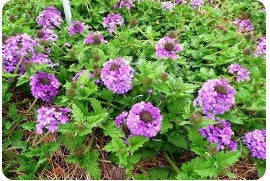 Verbena