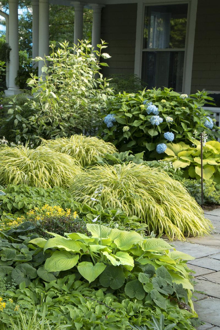 HOSTA AUGUST MOON