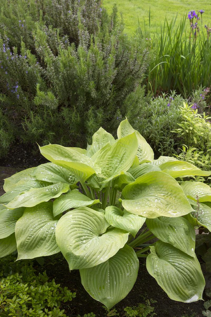 HOSTA AUGUST MOON