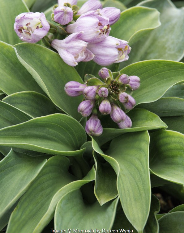 Blue Mouse Ears Hosta