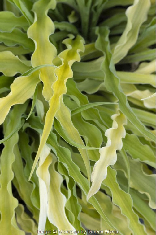 Curly Fries Hosta