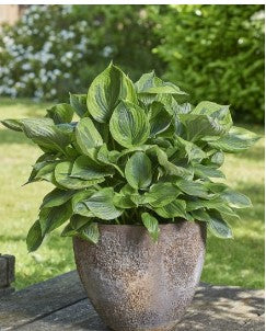 Hosta Patriot
