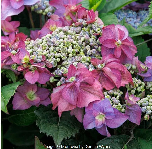 Seaside Serenade®  Hydrangea