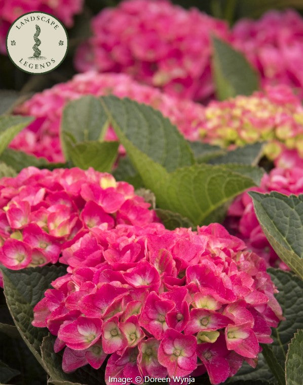 Seaside Serenade®  Hydrangea