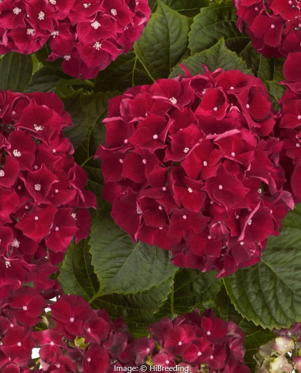 Hi™  Hydrangea Vars