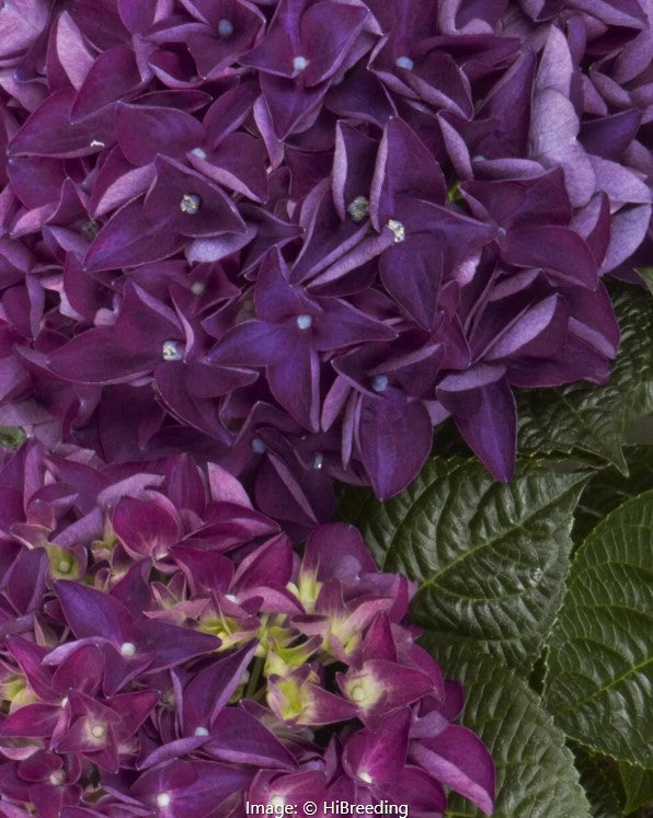 Hi™  Hydrangea Vars