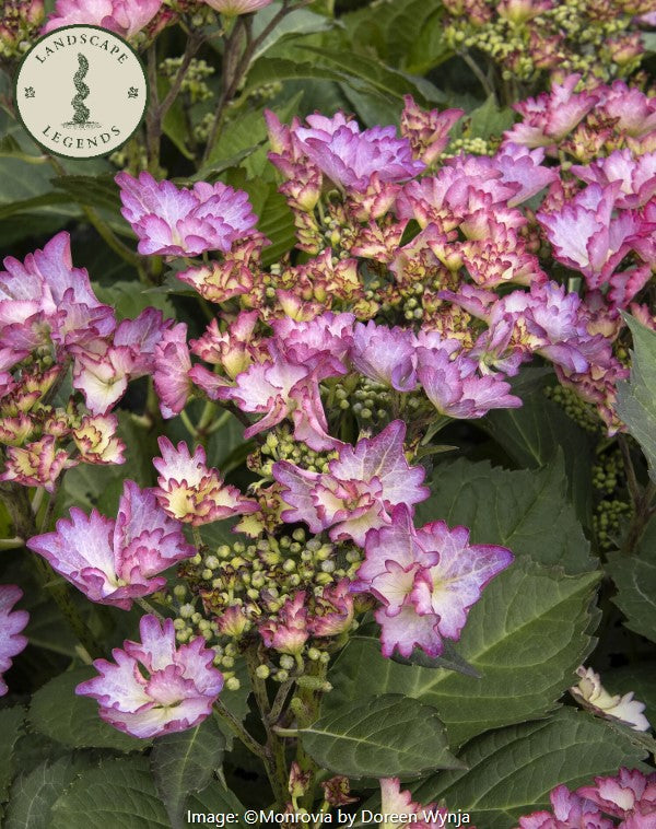 Seaside Serenade®  Hydrangea
