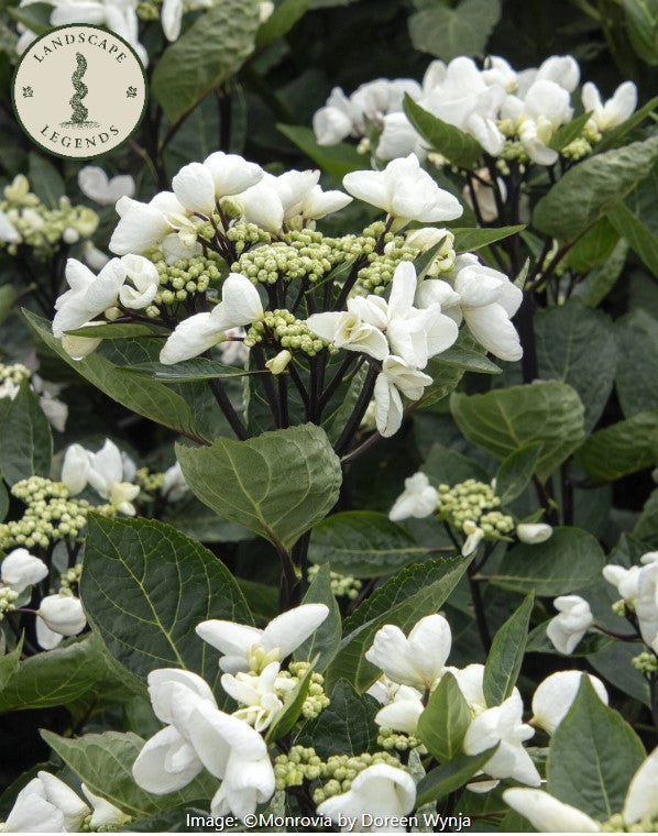 Seaside Serenade®  Hydrangea