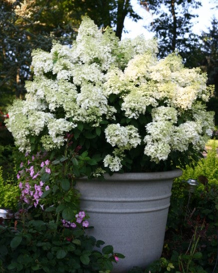 Hydrangea Vars