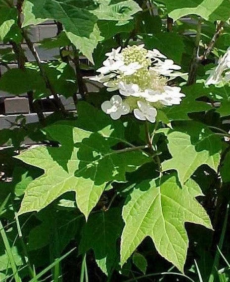 Oakleaf Hydrangea