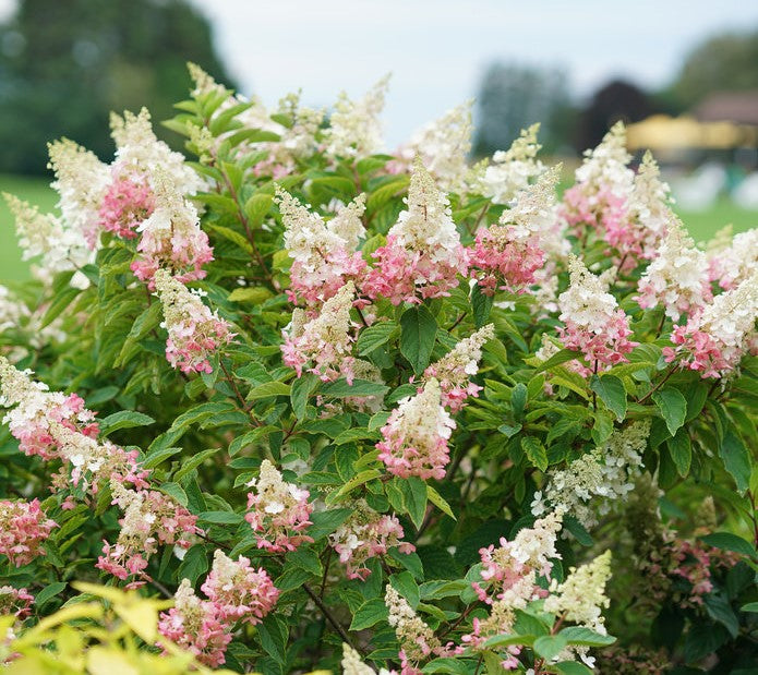 Hydrangea Vars