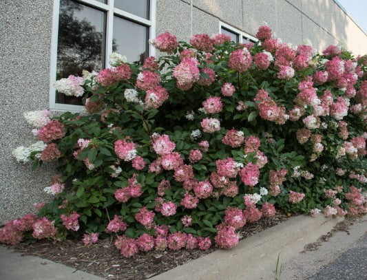Hydrangea Vars