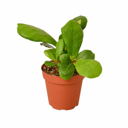FICUS LYRATA