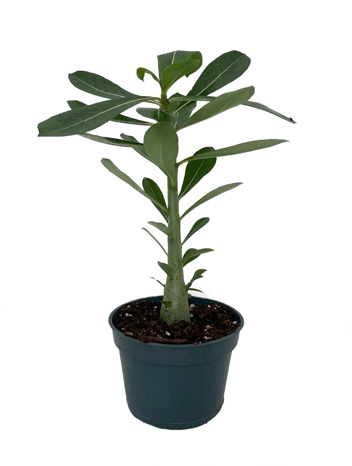 ADENIUM DESERT ROSE