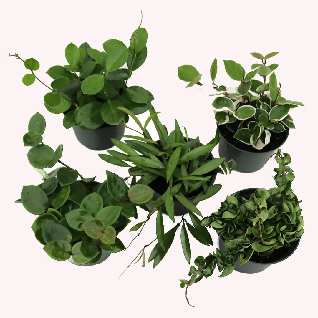 6” Hanging Hoya Assorted