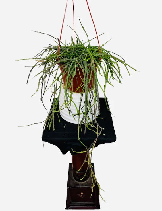 6” Bundle of Sticks