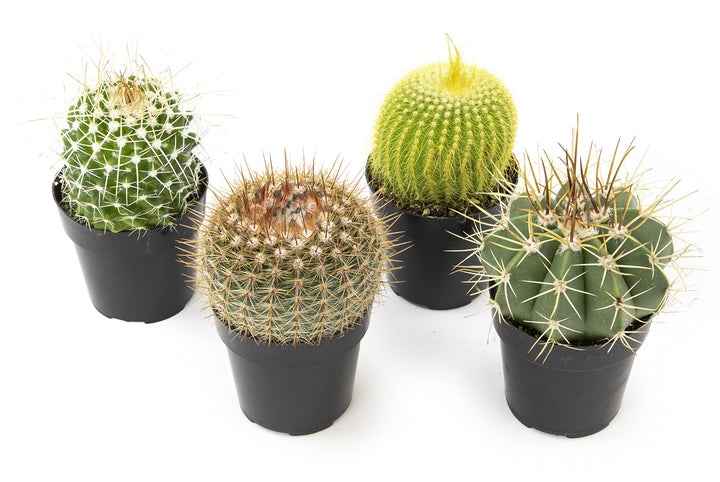 Assorted Cactus