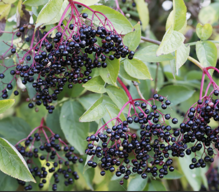 Adams Elderberry