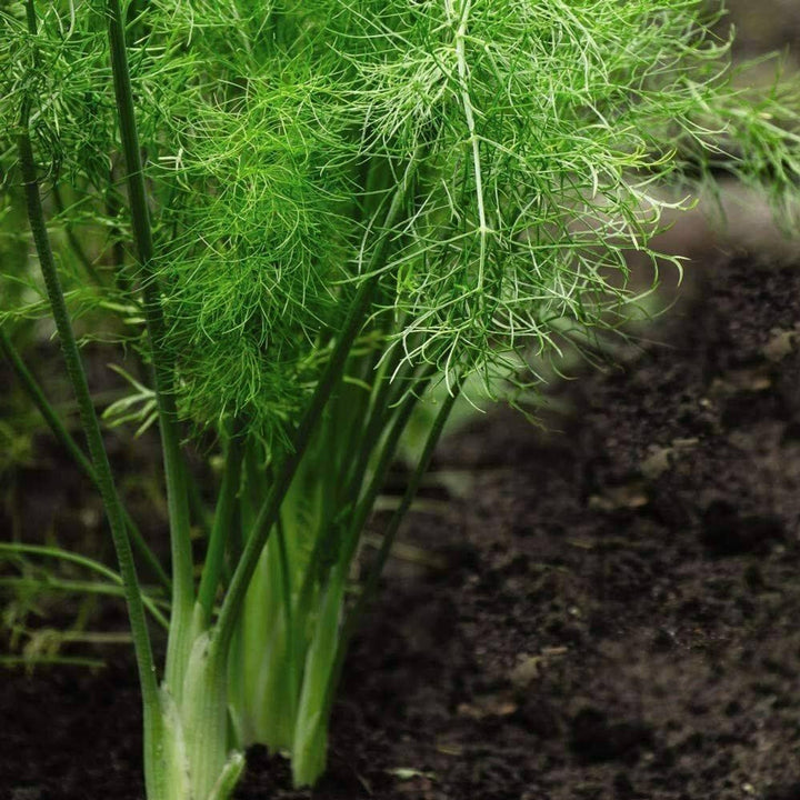Fennel