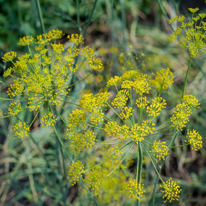 Fennel