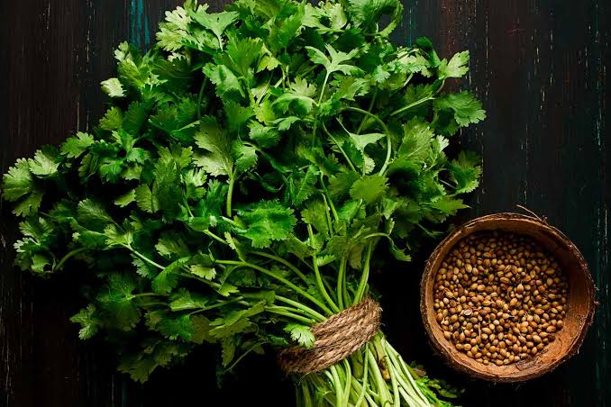 CILANTRO/ CORIANDER | Little Red Nursery, LLC