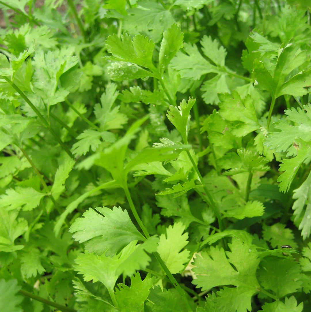 CILANTRO/ CORIANDER