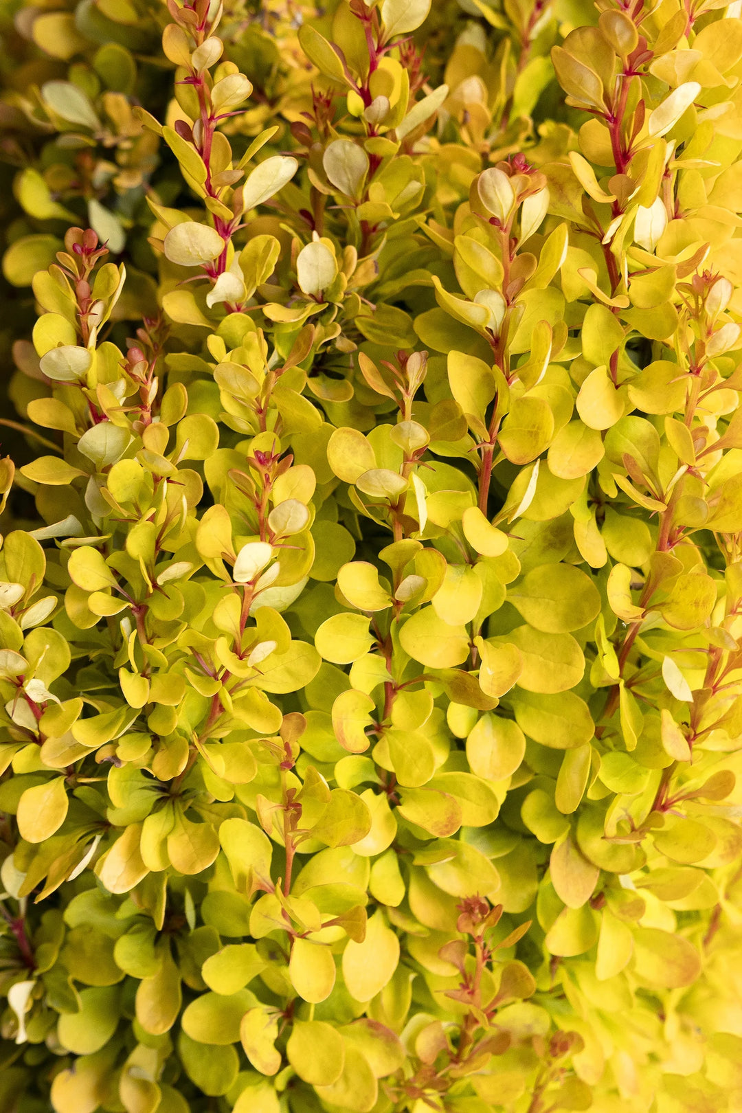 Golden Rocket Barberry