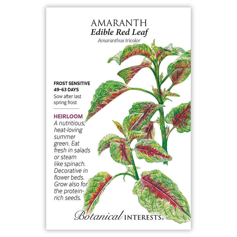 Amaranth Edible Red Leaf