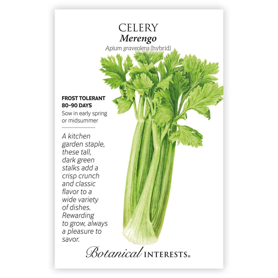 Celery Merengo