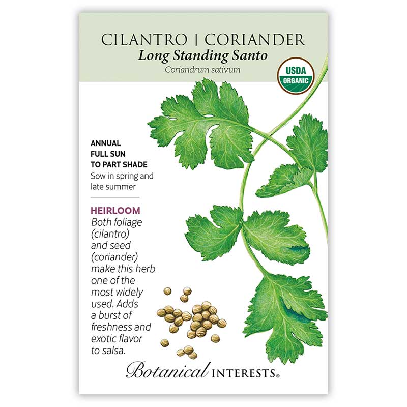 Cilantro Coriander Long Standing Santo