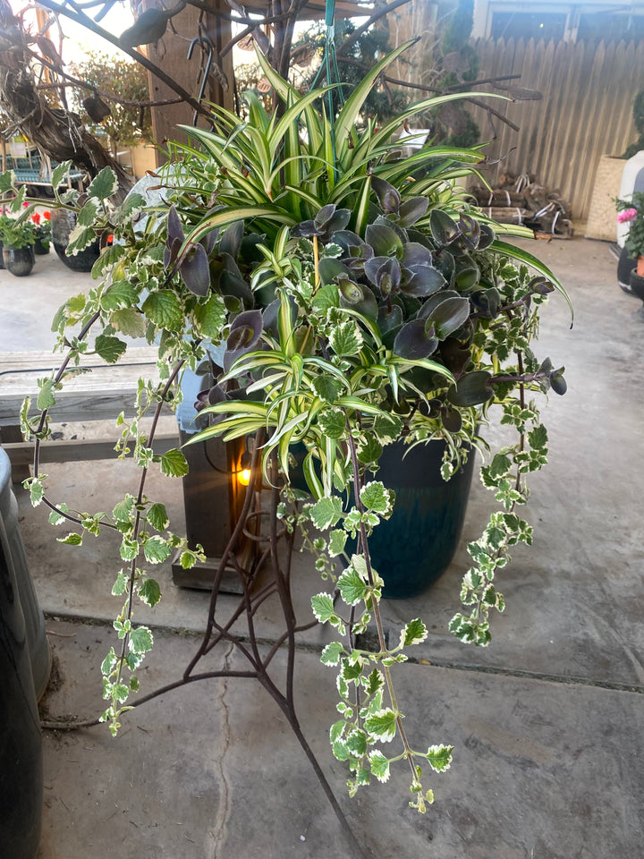 Assorted Foliage Hanging Basket