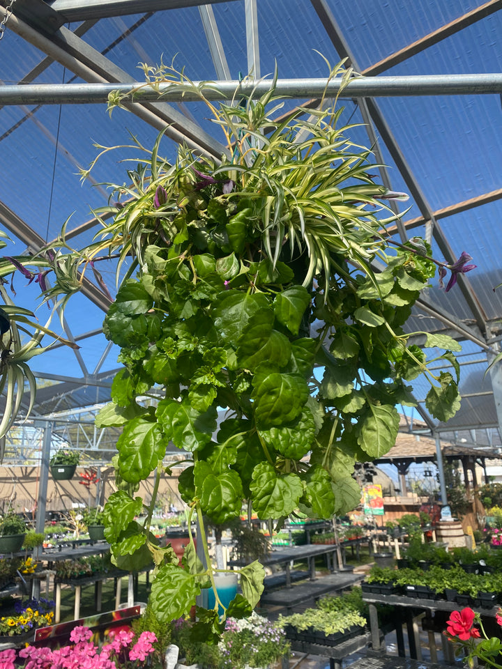 Assorted Foliage Hanging Basket