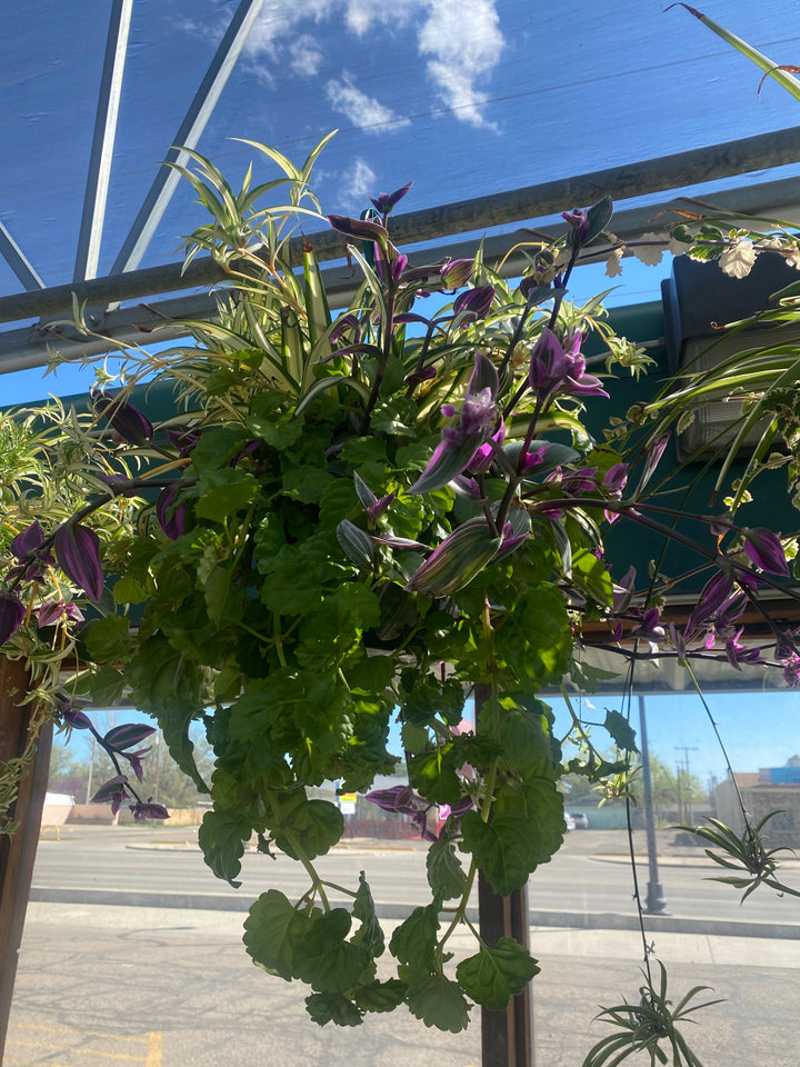 Assorted Foliage Hanging Basket
