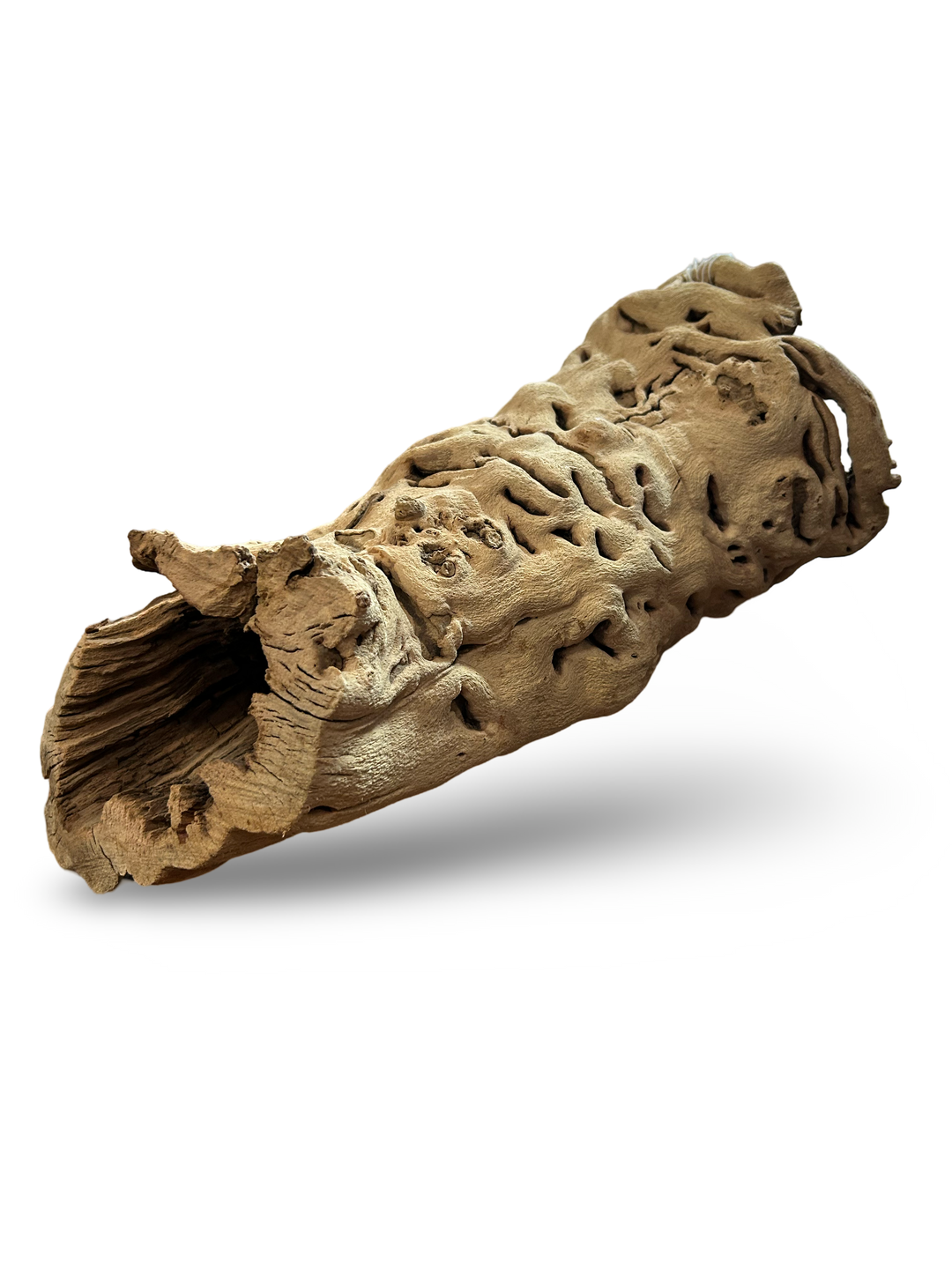 12-14" GRAPEWOOD URN SB WHOLE