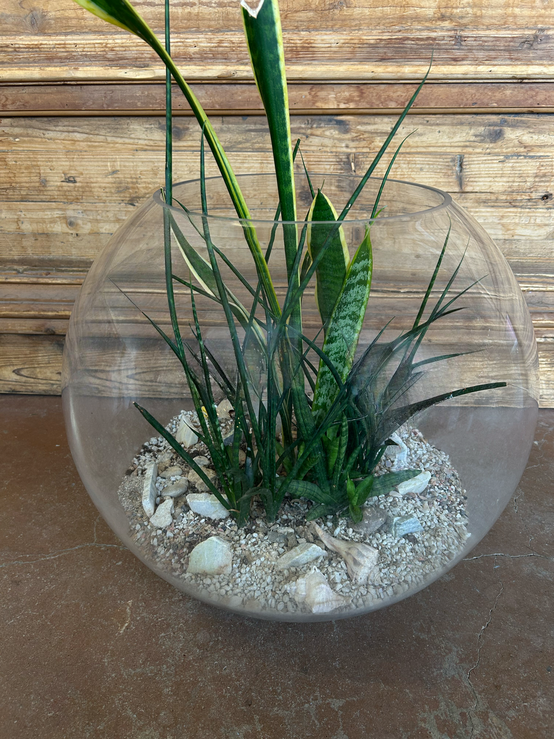 Large Glass Spherical Terrarium