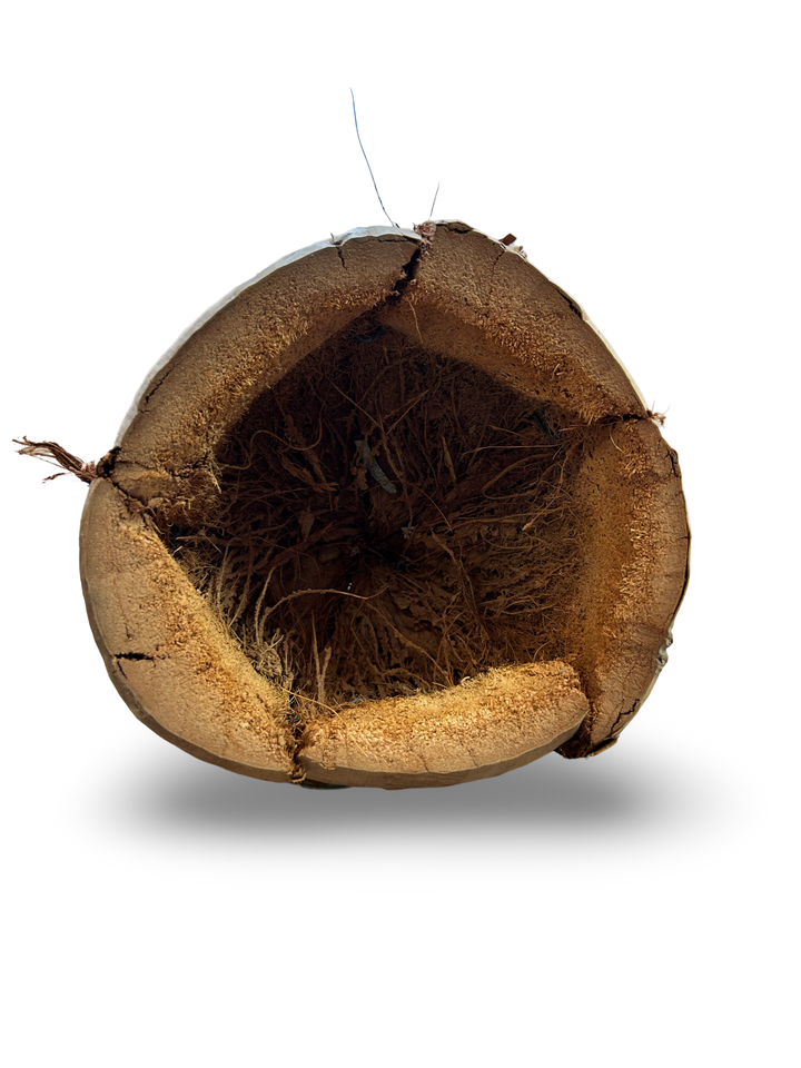 COCONUT SHELL