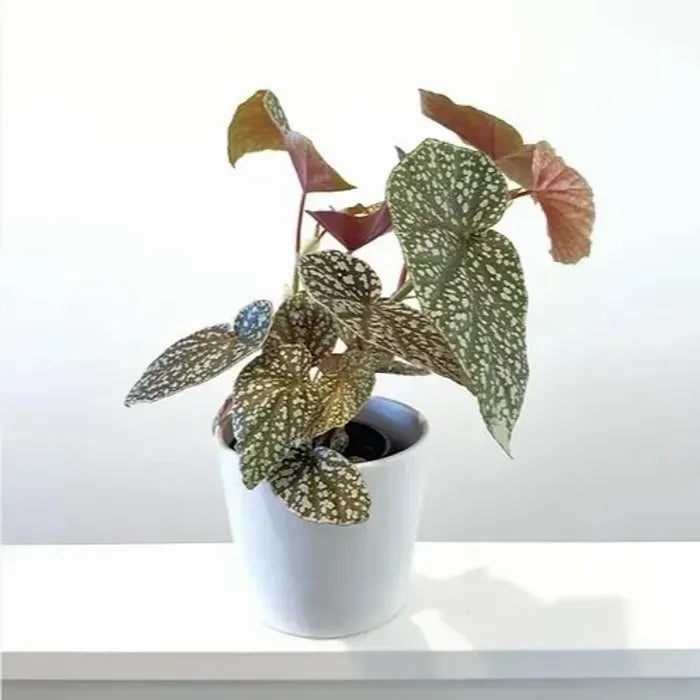 Begonia Snow Capped