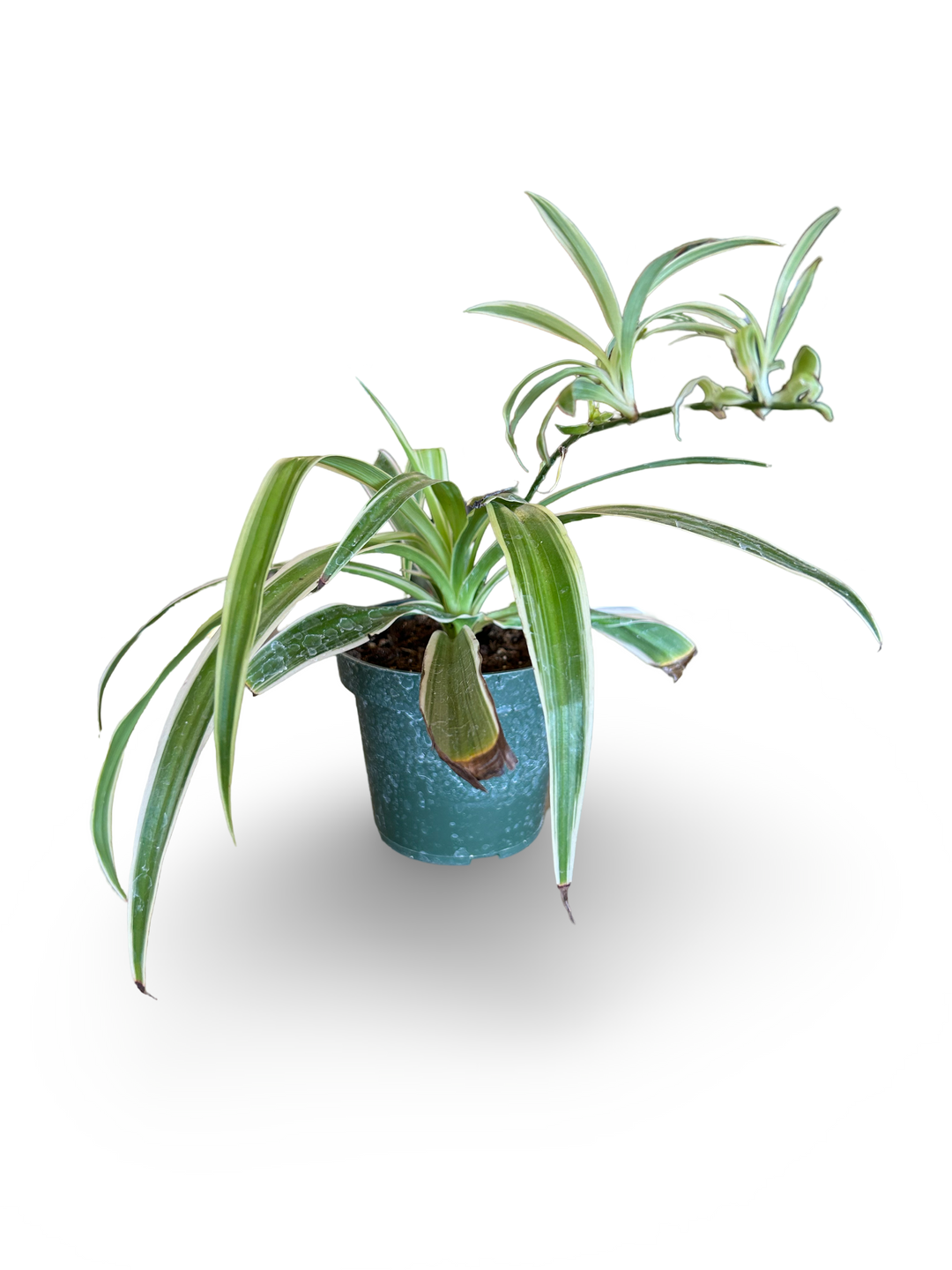 spider plant in italiano Spider Plant Asst Varieties