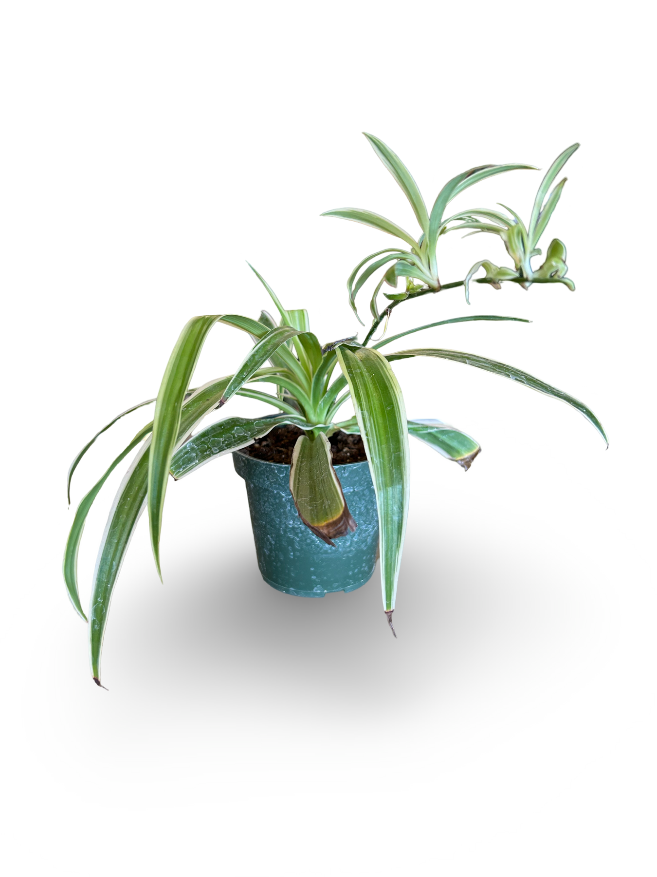 spider plant growing long stem Spider Plant Asst Varieties 4"