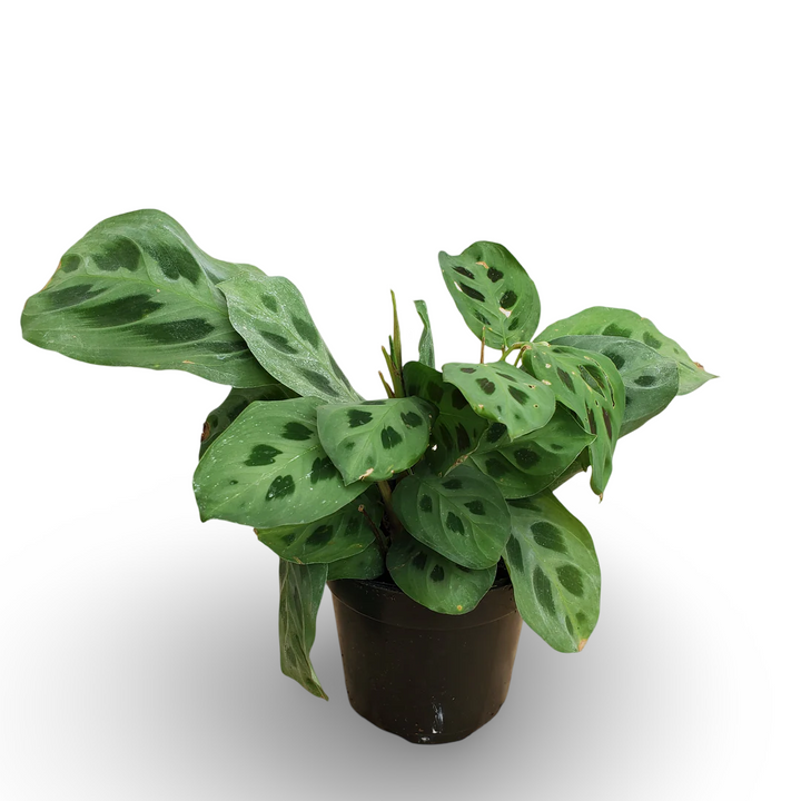Maranta Green