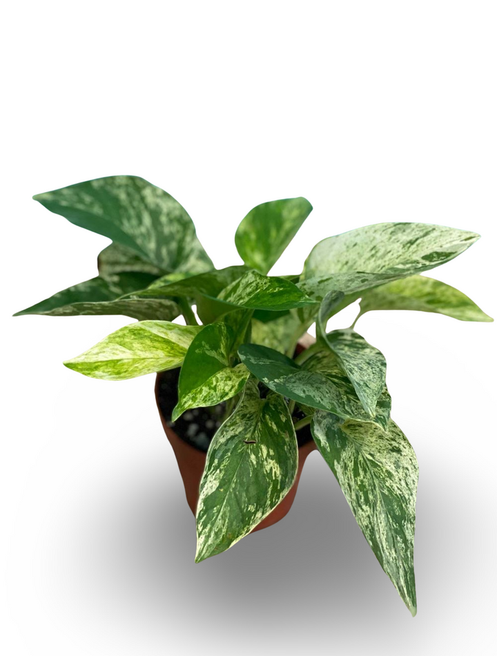 POTHOS MARBLE QUEEN